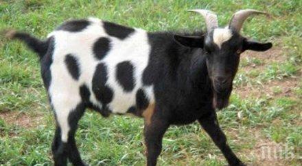 откраднаха козел две кози старозагорско село