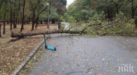 дърво сгромоляса момченце пловдивския парк лаута