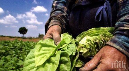 добивите тютюн надолу