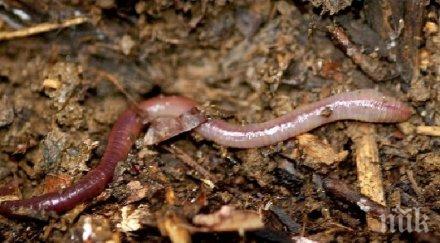 напаст нашествие червеи бургаски квартал