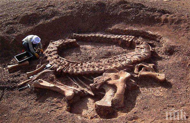 Продадоха скелета на най-големия динозавър на търг в Париж