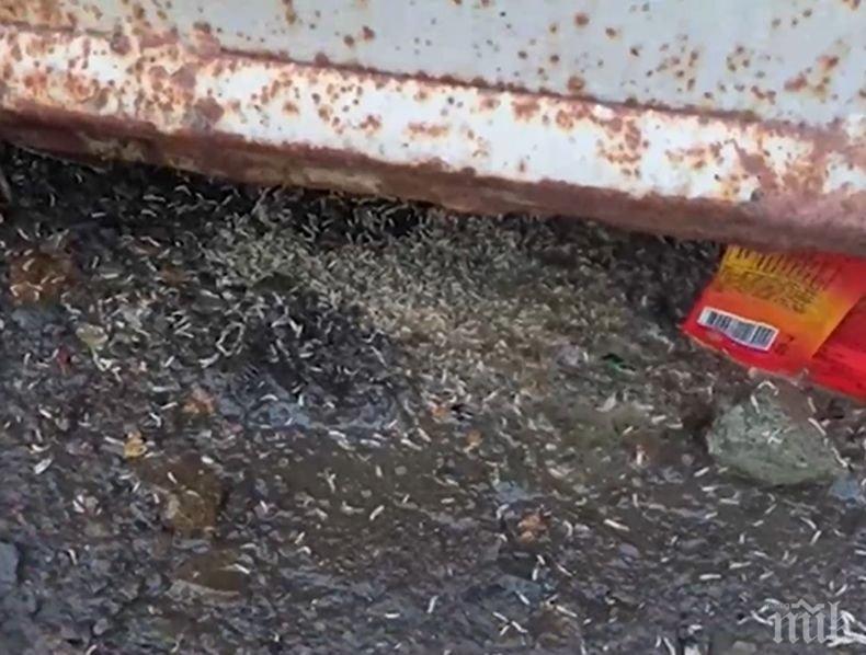 Червеи нападнаха бургаски квартал