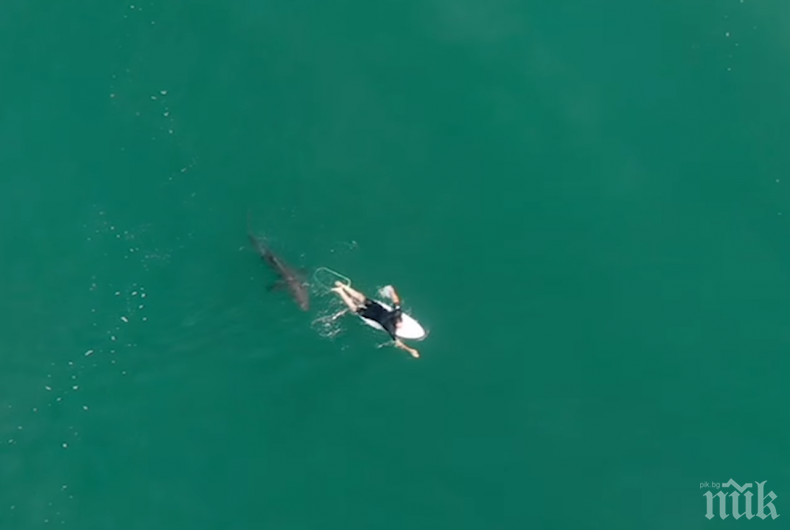 Сърфист си гребе спокойно и изобщо не подозира кой е под него (ВИДЕО)
