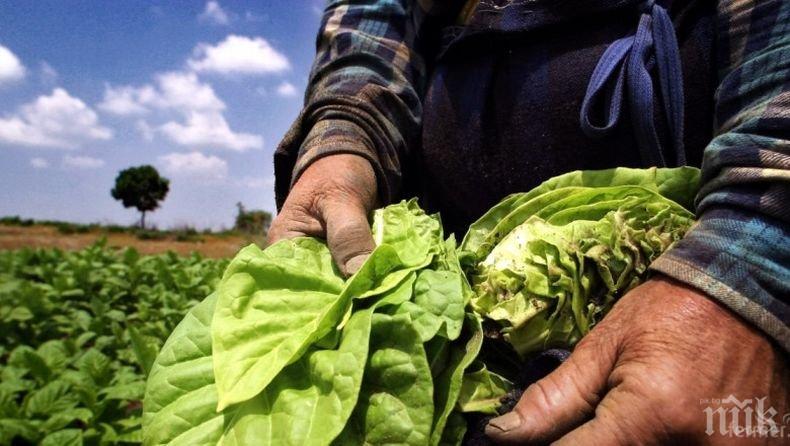 Добивите от тютюн надолу с 20%