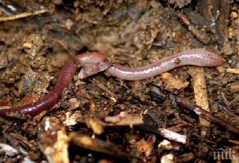 Напаст! Нашествие на червеи в бургаски квартал