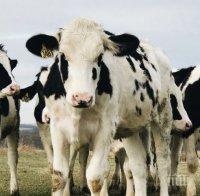 В Ротердам крави се носят по вода, за да опазят климата
