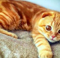 Eто го прекия път до сърцето на котките