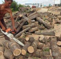 Цената на дървата за огрев в Бургас хвръкна с много нагоре