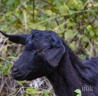 ЕВОЛЮЦИЯТА: Коза се научи да ходи изправена (ВИДЕО)