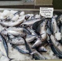 Морето ври от паламуд край Ахтопол Морето ври от паламуд край Ахтопол