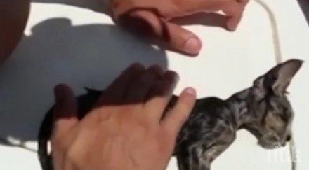 продават търг мумифицирана котка предпазваща вещици зли сили