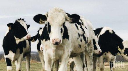 учени изсветлиха крави направят устойчиви глобалното затопляне