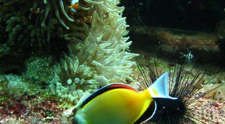 учени вдъхновяват рибите бързи самолети