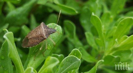 страшна напаст китайски миризливки изместили нашите зелени унищожават реколтата влизат дома