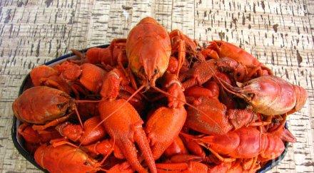 спипаха бракониерски кошове раци язовир ястребино