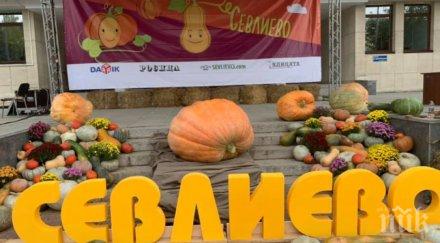 300 килограмова тиква събира погледите площада севлиево