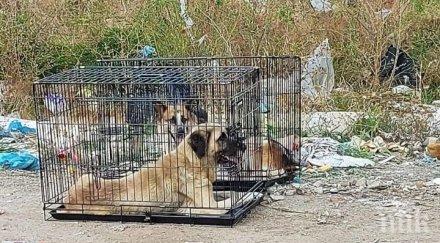 затварят бездомни кучета клетки сметището самоков