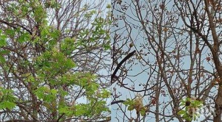 аномалия кестените кърджилийско цъфнаха втори път очаква люта зима