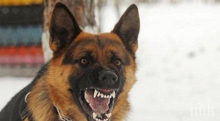 подходящите кучета охрана