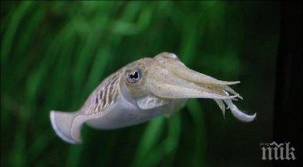 робот калмар изследва морските дълбини