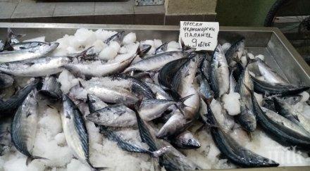 морето ври паламуд ахтопол