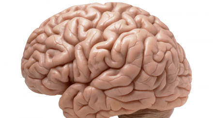 невероятно мозъкът поведението унисекс