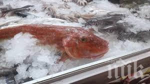 Южният парк замирисва на риба заради фестивал