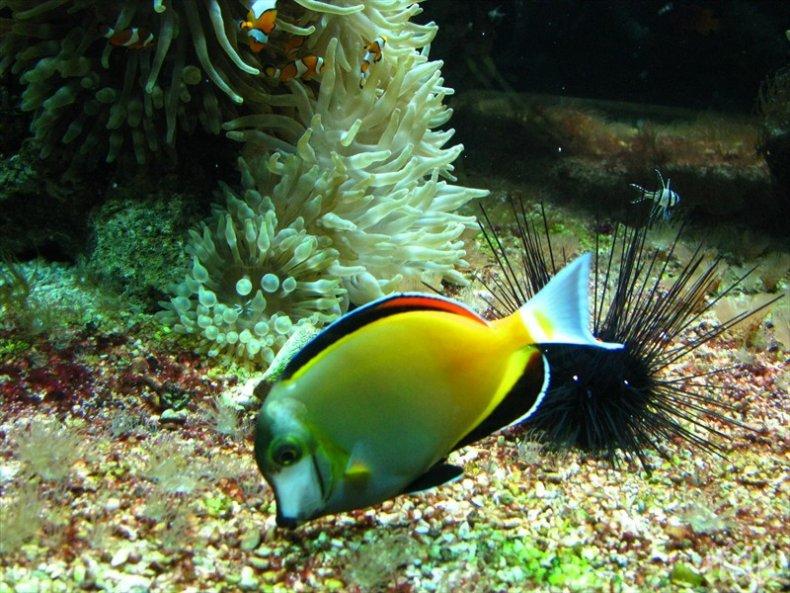 Учени се вдъхновяват от рибите за по-бързи самолети
