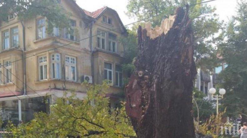 Премахват опасни дървета в центъра на Кюстендил