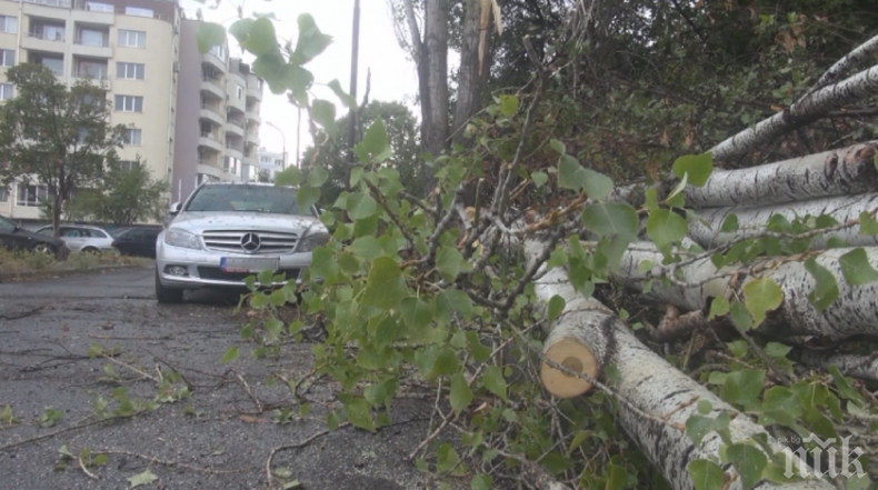 15-метрово дърво падна върху кола при буря в Бургас