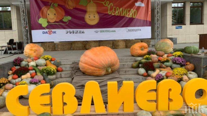 300-килограмова тиква събира погледите на площада в Севлиево