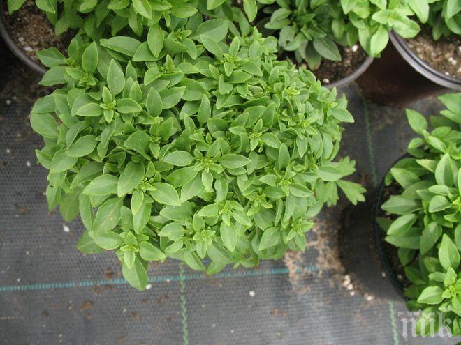 НЕВЕРОЯТНО: Магданозът, босилекът и спанакът могат да са смъртоносни
