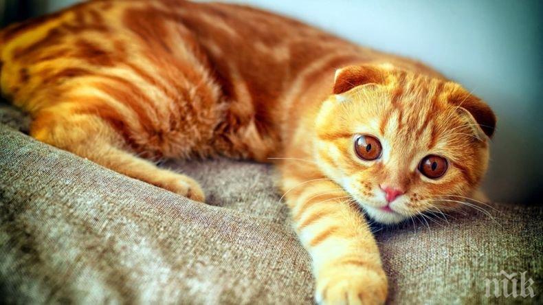 Eто го прекия път до сърцето на котките