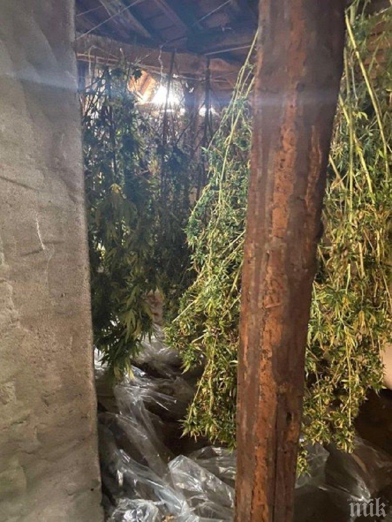 Домашен арест за обвиняем за отглеждане на марихуана 

