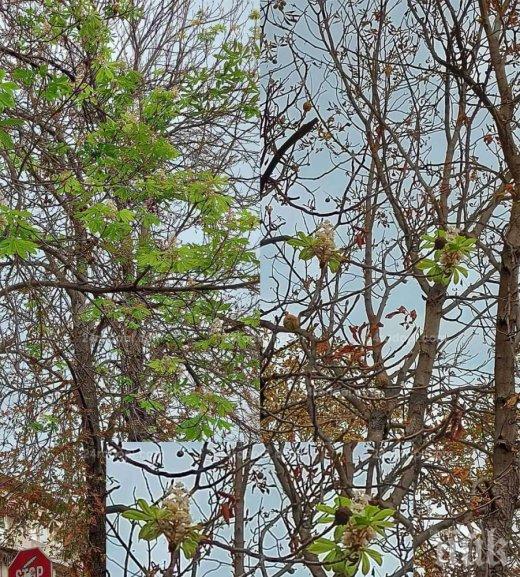 АНОМАЛИЯ: Кестените в кърджилийско цъфнаха за втори път, очаква се люта зима