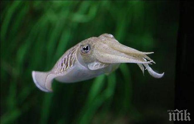 Робот-калмар ще изследва морските дълбини
