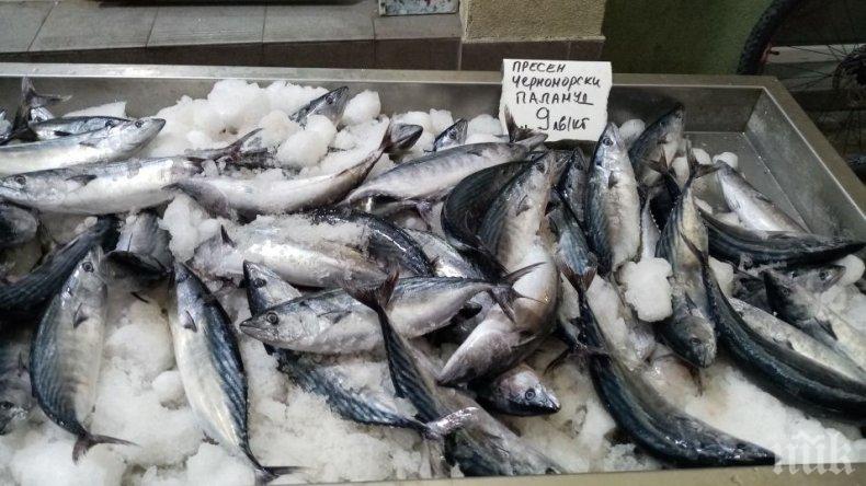 ПРОБЛЕМ: Паламудът и сафридът изчезнаха от Черно море