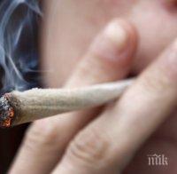 Канабис прати двама в арест във Врачанско