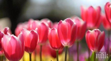 нидерландия подари 600 лалета варна