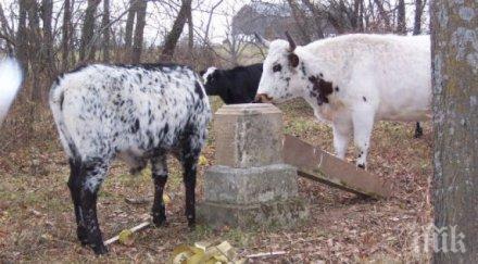 определиха ставките схемата преходна национална помощ говеда животновъдите получат парите