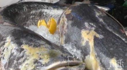 бургас домакин рибен фестивал