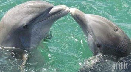 делфини роботи сменят истинските аквапаркове