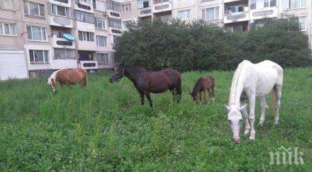столичен квартал стана дивият запад коне пасат междублоковото пространство раниха жена потрошиха коли