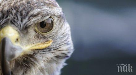 продадоха търг сокол 170 000 долара