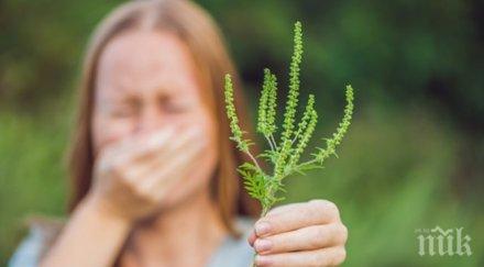 мосв предупреди опасни чуждоземни билки