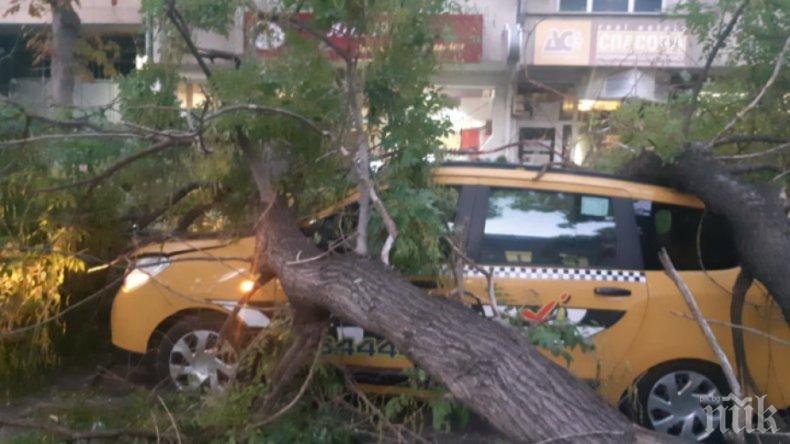 Огромно дърво се стовари върху три коли в центъра на Варна