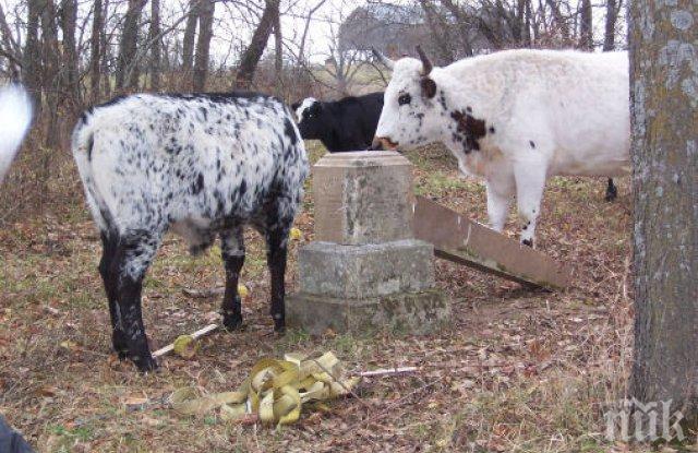 Определиха ставките по Схемата за преходна национална помощ за говеда - ето кога животновъдите ще получат парите