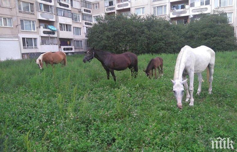 Столичен квартал стана Дивият запад! Коне пасат в междублоковото пространство, раниха жена и потрошиха коли