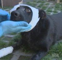 Зоозащитници пишат до премиера след стрелба по куче в 