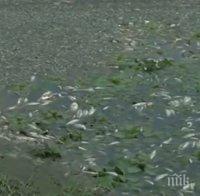 Тонове мъртва риба по бреговете на реката в Златарица